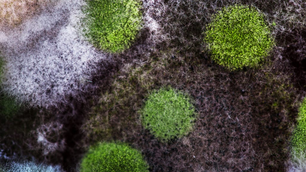 Carpet bacteria and viruses