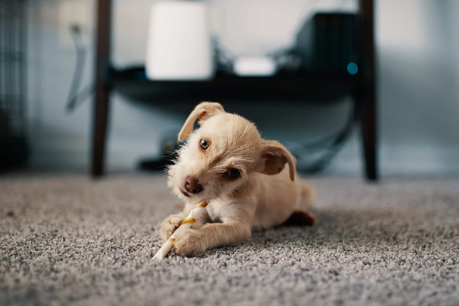 pet-friendly carpet cleaning services in Melton