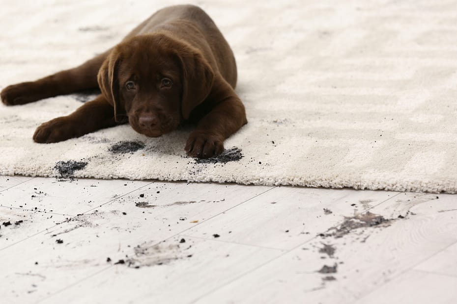 how much should i pay for steam cleaning near me?