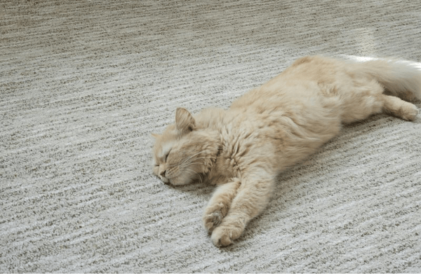 carpet cleaning services in melbourne