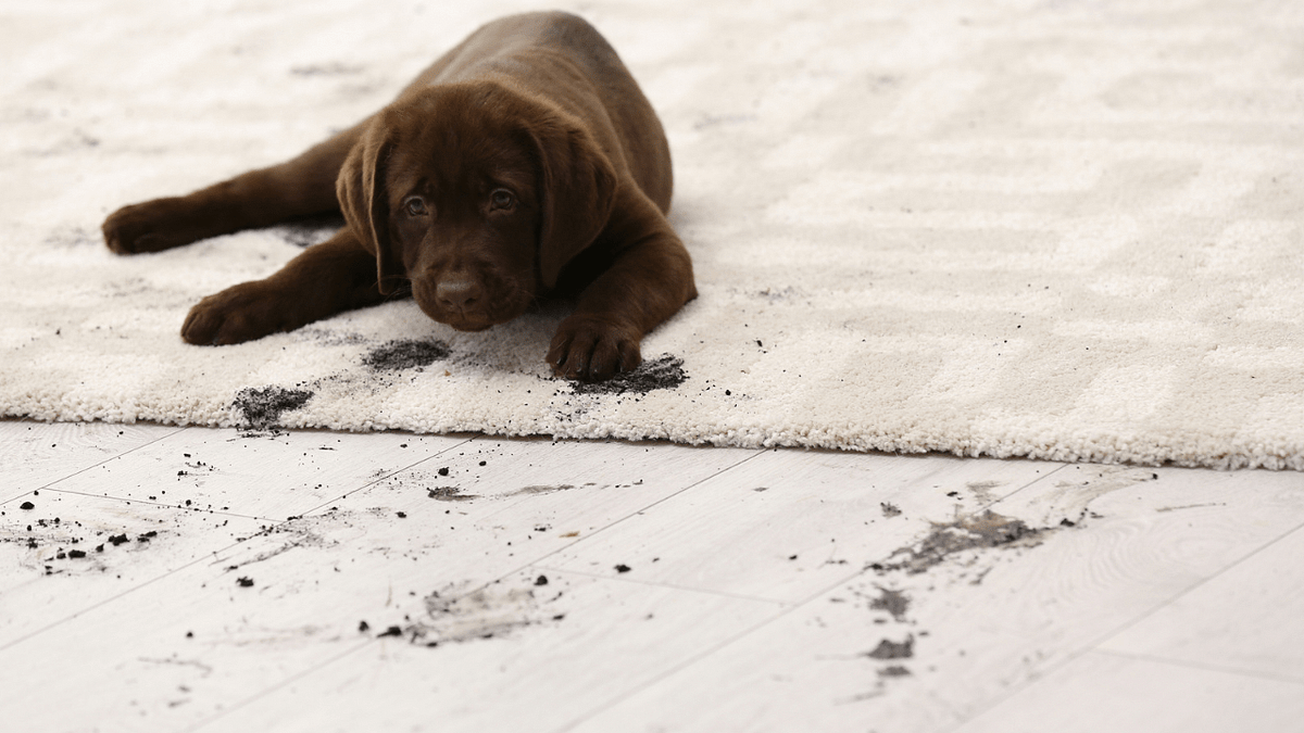 Professional cleaner removing pet urine stain and odor from upholstered sofa using steam cleaning equipment in a home setting